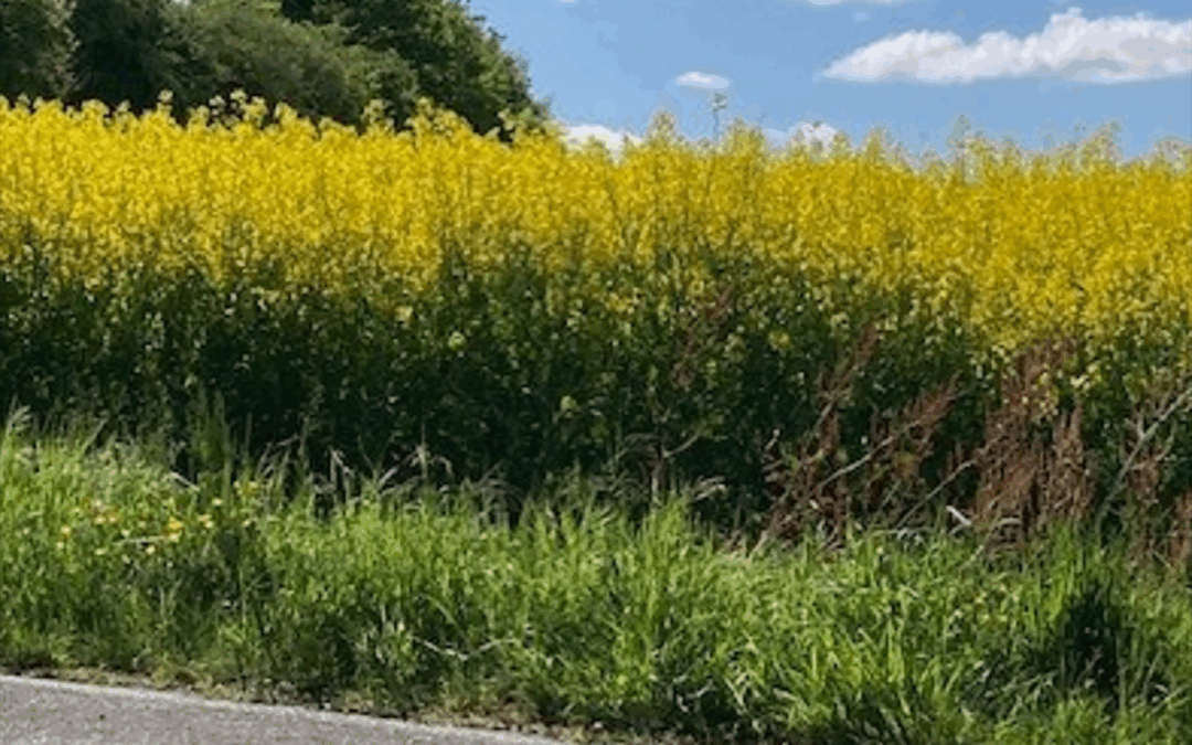 5 leviers RH pour activer une stratégie RSE crédible